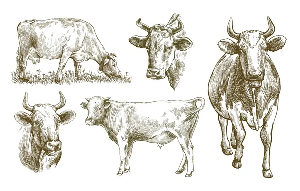 Chovná kráva. chov zvířat. ilustrace hospodářských zvířat na bílém pozadí — Stockový vektor