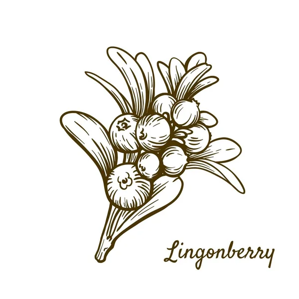 Ramo lingonberry com bagas. ilustração vetorial isolada sobre fundo branco — Vetor de Stock