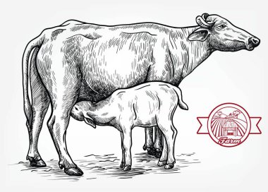 Üreyen inek. Hayvan yetiştiriciliği. Beyaz renkteki çiftlik hayvanları illüstrasyonu