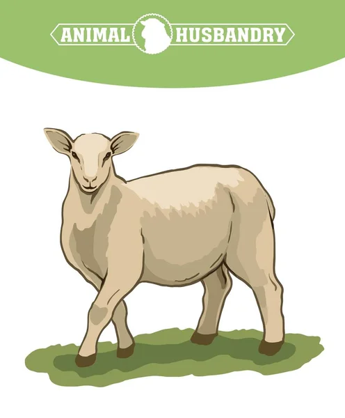Эскиз овец, нарисованный вручную. животноводство — стоковый вектор