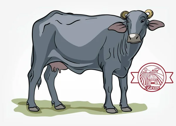 Vaca reprodutora. criação de animais. ilustração do gado em um branco — Vetor de Stock