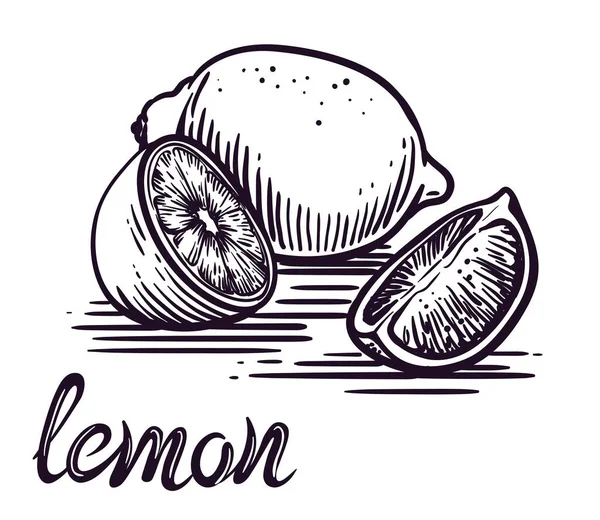 Lemon and its half. vector sketch on a white — Stock Vector