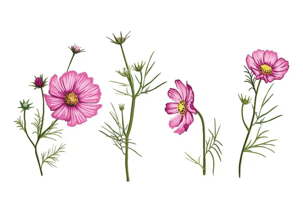 Pétalas rosa brilhantes de flores silvestres. ilustração a cores sobre fundo branco —  Vetores de Stock