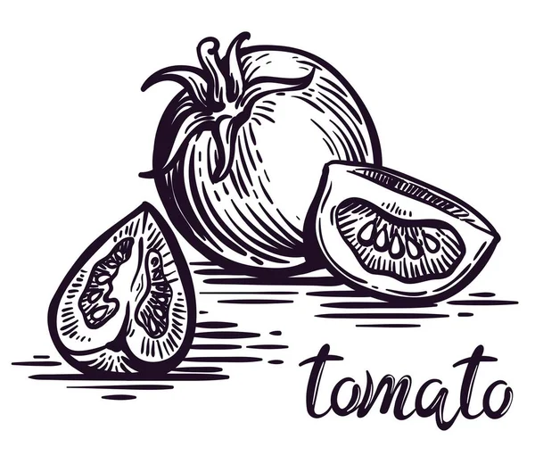 Tomate mûre entière et deux parties. croquis vectoriel sur fond blanc — Image vectorielle