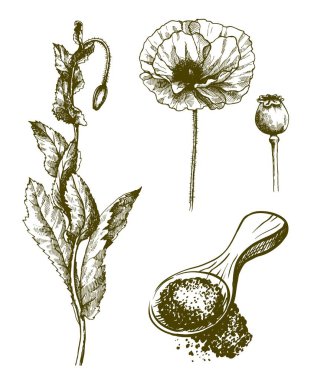 Bitki haşhaşı. çiçek, tomurcuk ve haşhaş tohumu. Beyaz arkaplanda vektör çizimleri kümesi