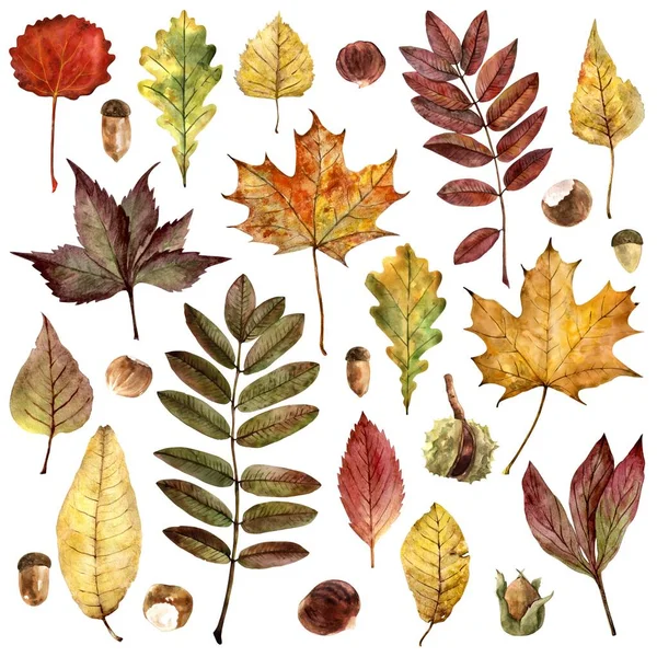 Leaves of various trees in autumn colors. set of drawings made by watercolors — Stock Photo, Image