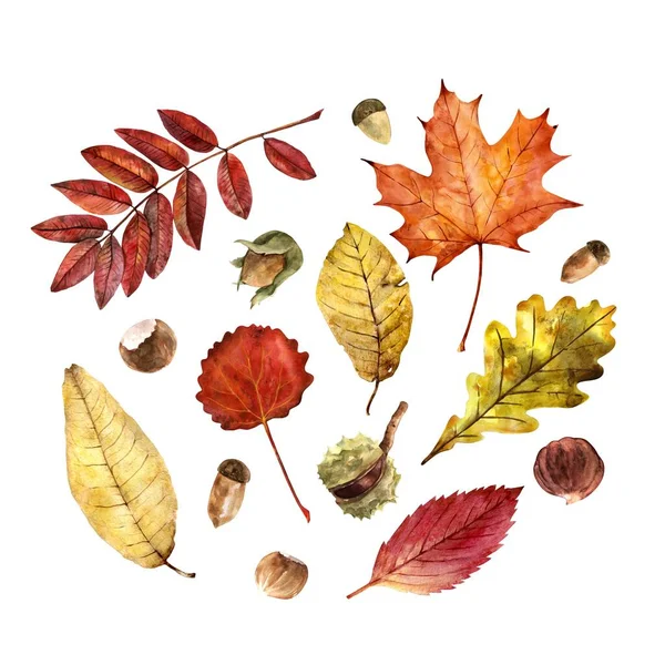 Φύλλα από διάφορα δέντρα σε φθινοπωρινά χρώματα. σύνολο σχεδίων από ακουαρέλες — Φωτογραφία Αρχείου