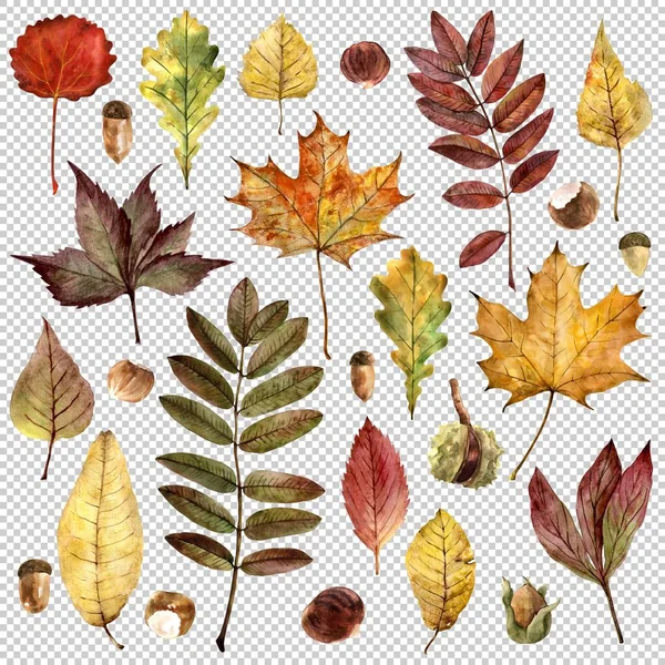 Foglie di vari alberi in colori autunnali. serie di disegni realizzati con acquerelli — Foto Stock
