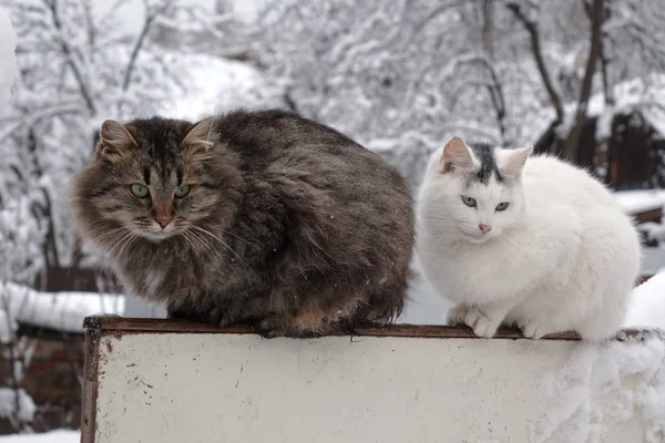 Katzenpaar Sitzt Auf Dem Zaun Wintergarten — Stockfoto