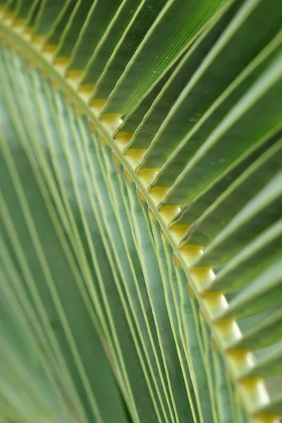 palm tree leaf close up, abstract background