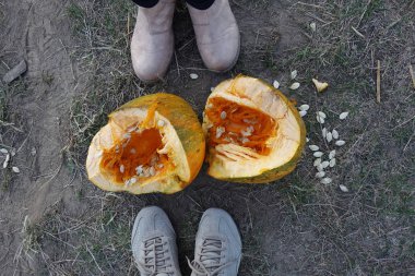 Kırılmış balkabağı yerde.