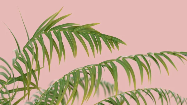 Пальмова Гілка Персиковому Фоні — стокове фото
