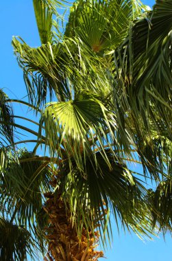 Uzay kopyalayın. Bir mavi gökyüzü ve parlak ışık karşı bir tropikal Hindistan cevizi hurma ağacının üst dalını silüeti. Yaz tatili ve doğa macera. Vintage Renk tonlu filtre efekti.