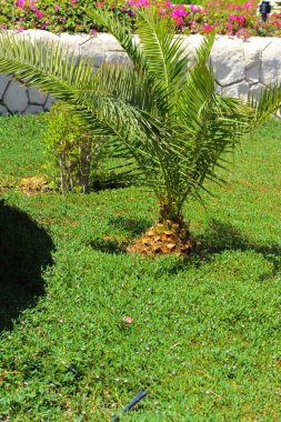 Sulu yeşil çim bir arka plan üzerinde Mısır'da güzel dökmeyen tropikal plantasyonları. Egzotik yaz tatilleri yaratıcı arka plan kategorisinde