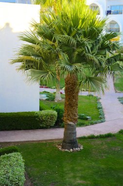 Sharm el-Sheikh, Mısır - 14 Mart 2018. Bir yaz gününde mükemmel bir beyaz otel avlusu. Turizm, tatil ve lüks eğlence kavramı. Cyrene Grand otel konaklama