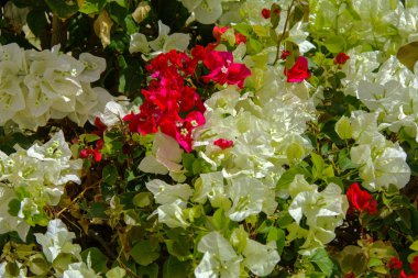 Kırmızı ve beyaz çiçekler ile duvar. Yumuşak güneş ışığından bulanık bir bokeh arka plan altında doğal çiçek bahar çiçeklenme Bahçe. Renkli çiçeklenme ekolojik peyzaj doğa. Arka planlar, dokular, duvar kağıdı