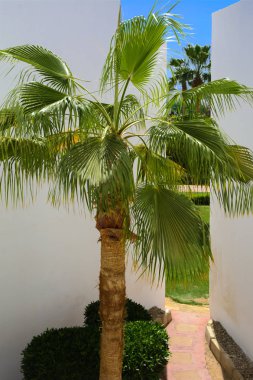 Sharm el-Sheikh, Mısır - 14 Mart 2018. Bir yaz gününde mükemmel bir beyaz otel avlusu. Turizm, tatil ve lüks eğlence kavramı. Cyrene Grand otel konaklama