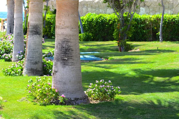 잔디의 배경에 이집트의 아름다운 이국적인 휴가의 창조적 배경의 범주에서 — 스톡 사진