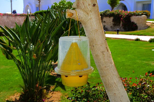 Sarı plastik sinekler için orijinal ekolojik tuzak yeşillik bir arka plan ve bulanık beyaz bina karşı bir ağaç üzerinde asılı.