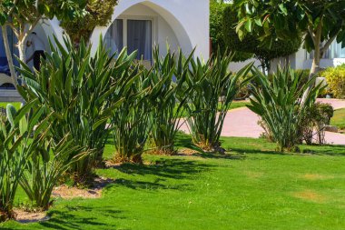 Sharm el-Sheikh, Mısır - 14 Mart 2018. Bir yaz gününde mükemmel bir beyaz otel avlusu. Turizm, tatil ve lüks eğlence kavramı. Cyrene Grand otel konaklama