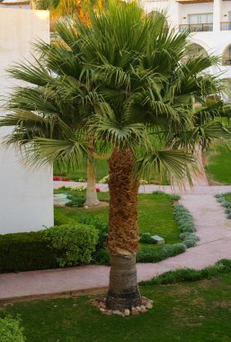 Sharm el-Sheikh, Mısır - 14 Mart 2018. Bir yaz gününde mükemmel bir beyaz otel avlusu. Turizm, tatil ve lüks eğlence kavramı. Cyrene Grand otel konaklama