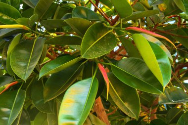 Mısır'daki güzel herdem yeşil tropikal tarlaları. Egzotik yaz tatillerini, ekran koruyucu, duvar kağıdı yaratıcı arka plan kategorisinde.