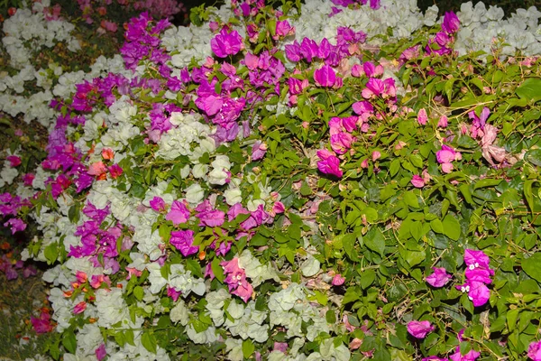 Wall Red White Flowers Natural Floral Spring Blooming Garden Soft — Stock Photo, Image