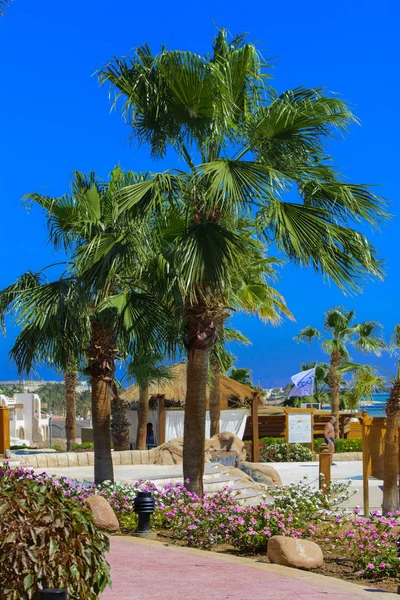Silhuetten Tropisk Coconut Palm Tree Mot Den Blå Himlen Ljusa — Stockfoto