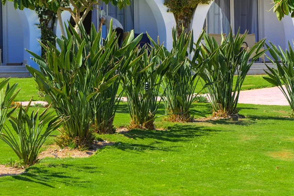 Sharm Sheikh Egypt March 2018 Courtyards Magnificent White Hotel Summer — Stock Photo, Image