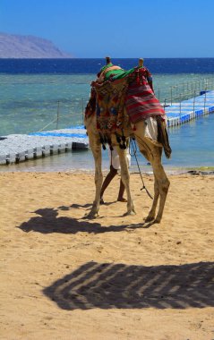 Uzun bir iple bağlı bir bedevi devenin yanında bir arka plan sarı kum deniz kumlu bir plaj üzerinde turistler için bekleyen duruyor. Oryantal oryantal kültür kavramı. Yaz, tatil, seyahat.