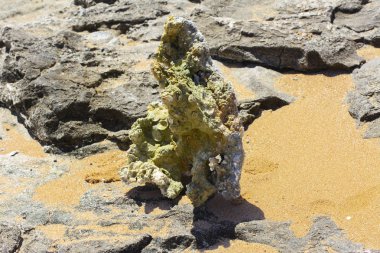 Mercan bir antika şekli ve ıssız bir sahilde sarı kum çerçevede bir bataklık renk. Yaz, tatil, seyahat.