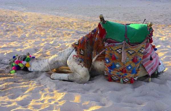 Camello Beduino Atado Con Una Larga Cuerda Encuentra Una Playa —  Fotos de Stock