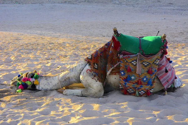 Cammello Beduino Legato Con Una Lunga Corda Trova Una Spiaggia — Foto Stock