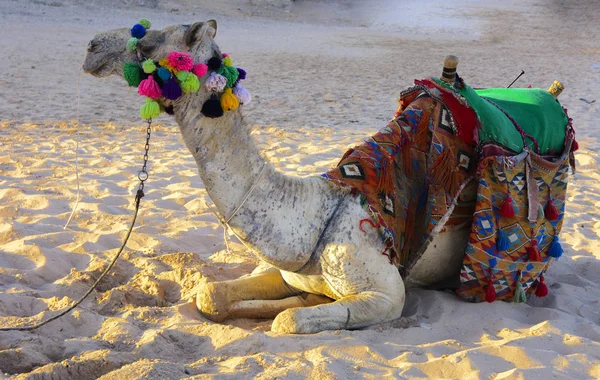 Καμήλα Βεδουίνων Δεμένα Ένα Μακρύ Σχοινί Βρίσκεται Μια Αμμώδη Παραλία — Φωτογραφία Αρχείου