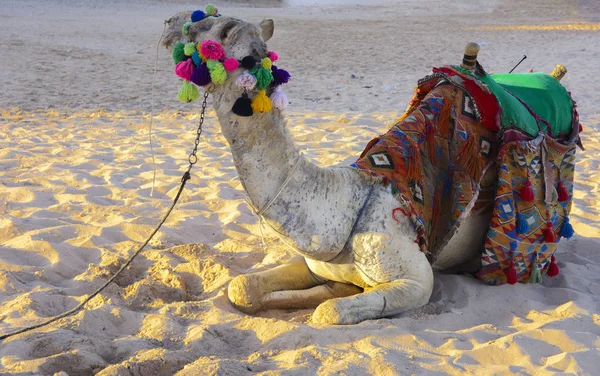 Bedouin camel, tied with a long rope lies on a sandy beach near the sea against a background of yellow sand. where no one surrounds. The concept of oriental oriental culture. Summer, vacation, travel