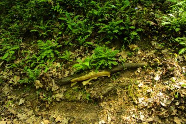 Boş bir arka planı onların içinden geçen güneşin uzun ağaçlar çevrili yoğun bir yeşil orman yolunda çakıl.