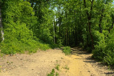 Boş bir arka planı onların içinden geçen güneşin uzun ağaçlar çevrili yoğun bir yeşil orman yolunda çakıl.