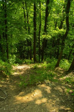 Boş bir arka planı onların içinden geçen güneşin uzun ağaçlar çevrili yoğun bir yeşil orman yolunda çakıl.