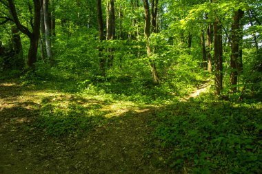 Boş bir arka planı onların içinden geçen güneşin uzun ağaçlar çevrili yoğun bir yeşil orman yolunda çakıl.