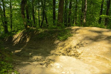 Boş bir arka planı onların içinden geçen güneşin uzun ağaçlar çevrili yoğun bir yeşil orman yolunda çakıl.