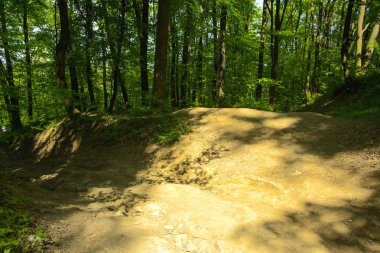 Boş bir arka planı onların içinden geçen güneşin uzun ağaçlar çevrili yoğun bir yeşil orman yolunda çakıl.