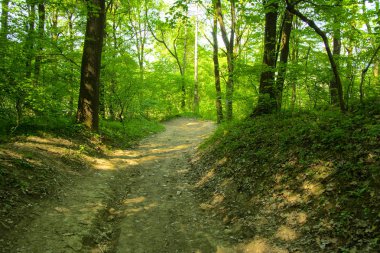 Boş bir arka planı onların içinden geçen güneşin uzun ağaçlar çevrili yoğun bir yeşil orman yolunda çakıl.