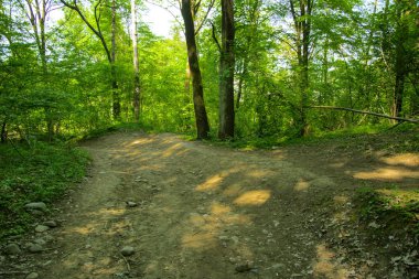 Boş bir arka planı onların içinden geçen güneşin uzun ağaçlar çevrili yoğun bir yeşil orman yolunda çakıl.