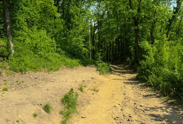 Ein Leerer Schotterweg Einem Dichten Grünen Wald Umgeben Von Hohen — Stockfoto