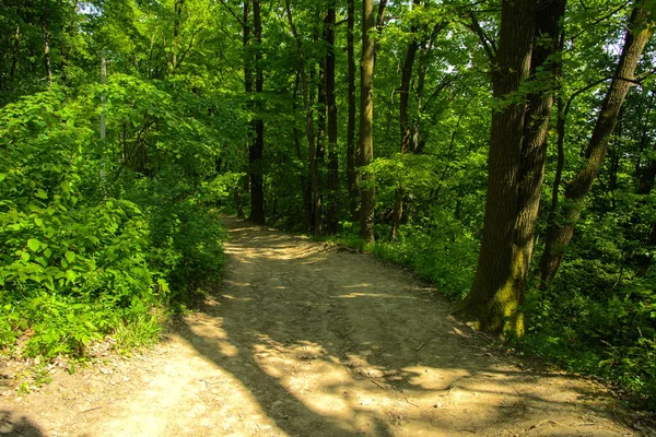 An empty gravel path in a dense green forest surrounded by tall trees against the background of the sun passing through them.