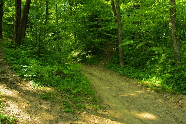 Sentiero Ghiaia Vuoto Una Fitta Foresta Verde Circondata Alberi Alti — Foto Stock