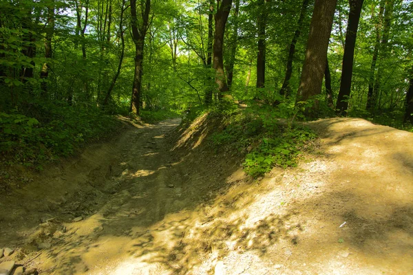 Boş bir arka planı onların içinden geçen güneşin uzun ağaçlar çevrili yoğun bir yeşil orman yolunda çakıl.