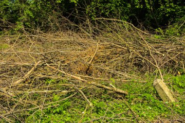 Çırpı ve Yuvarlak odun yığını odun ormandaki bir arka plan açık havada yeşil ormanın yeşil çimenlerin üzerinde yığılmış. Düşen ağaçlar kuru. Orman yangınlarına neden yaz aylarında kuru dallar.