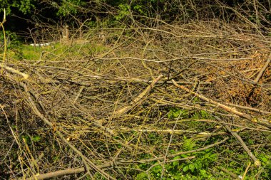 Çırpı ve Yuvarlak odun yığını odun ormandaki bir arka plan açık havada yeşil ormanın yeşil çimenlerin üzerinde yığılmış. Düşen ağaçlar kuru. Orman yangınlarına neden yaz aylarında kuru dallar.