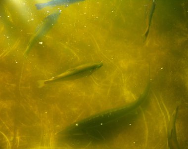 Bir balık çiftliği nehir alabalığı ve Mersin balığı yukarıdan bir görünüm kasvetli bir havuzda çizerek balık büyük bir grup.